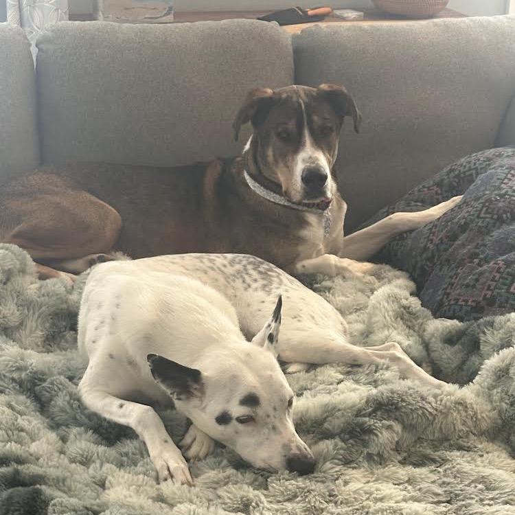 Woody, a Adoptable Mixed Breed in Alexandria, VA image 5/6