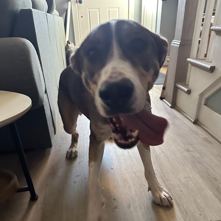 Woody, a Adoptable Mixed Breed in Alexandria, VA image 6/6