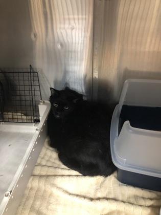 Enlarge Cody, a Adoptable mixed breed in Hillsboro, OR image 1/2