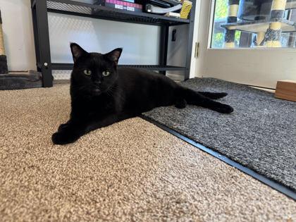 Cody, Adoptable, Senior Male Domestic Short Hair & Domestic Short Hair.