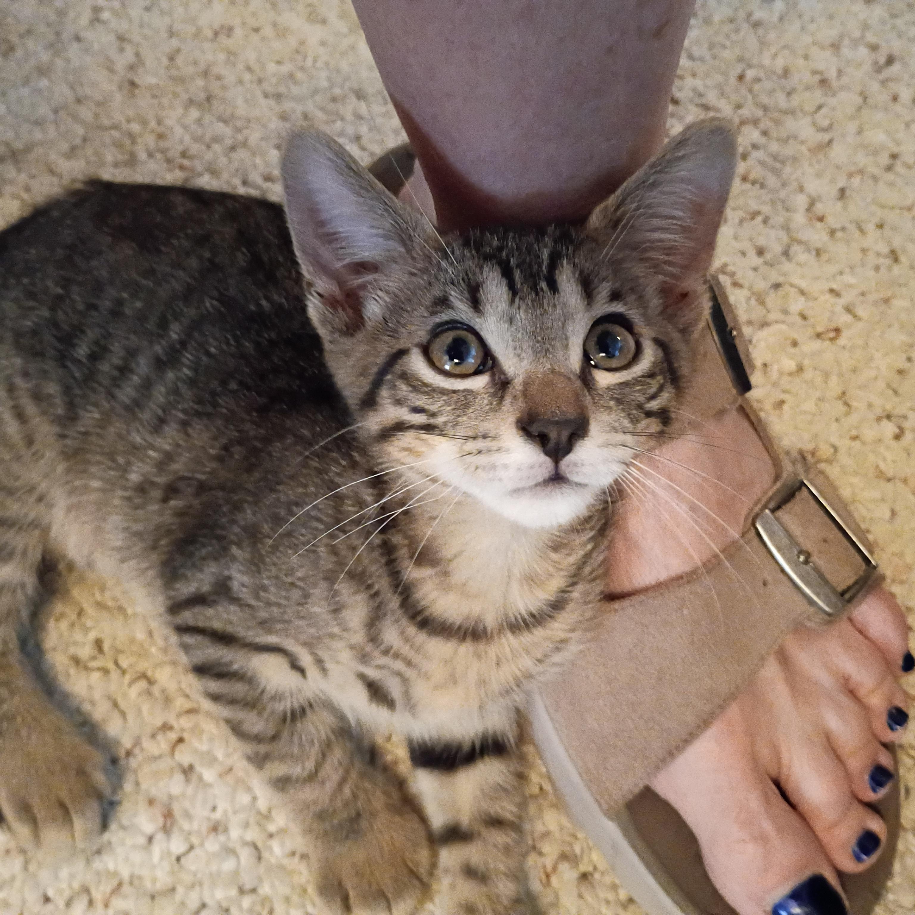 Billy Boss, adopted, Kitten Male Domestic Short Hair.