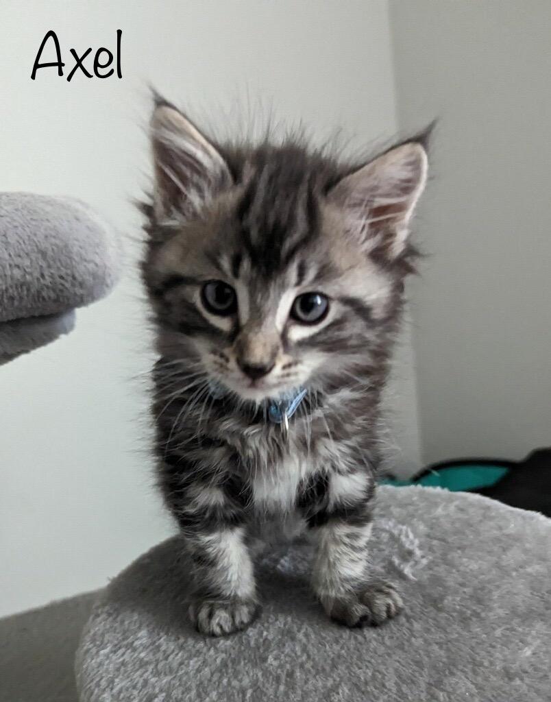 Axel, Adoptable, Kitten Male Domestic Long Hair.