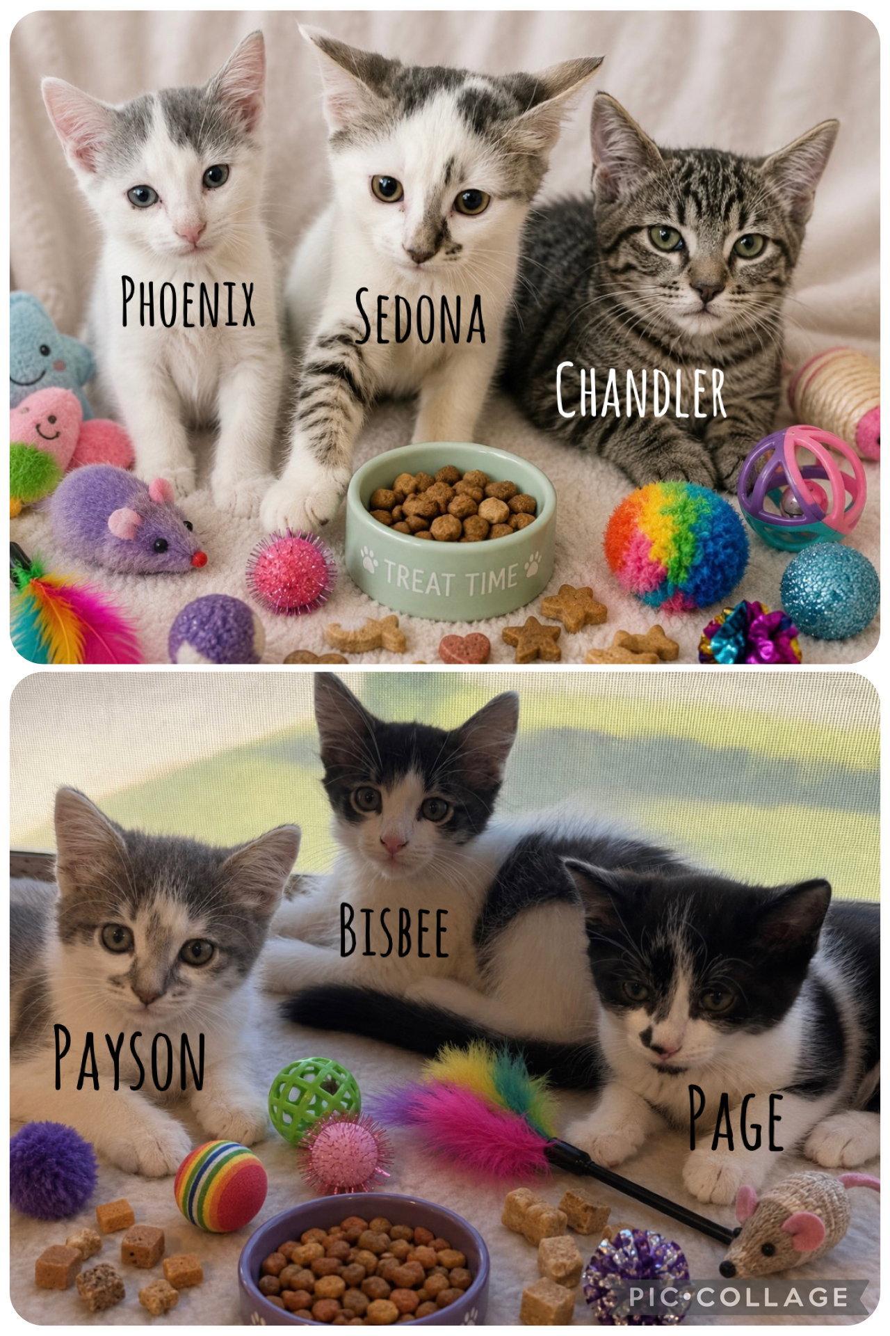 Chandler, Adoptable, Kitten Female Domestic Short Hair.