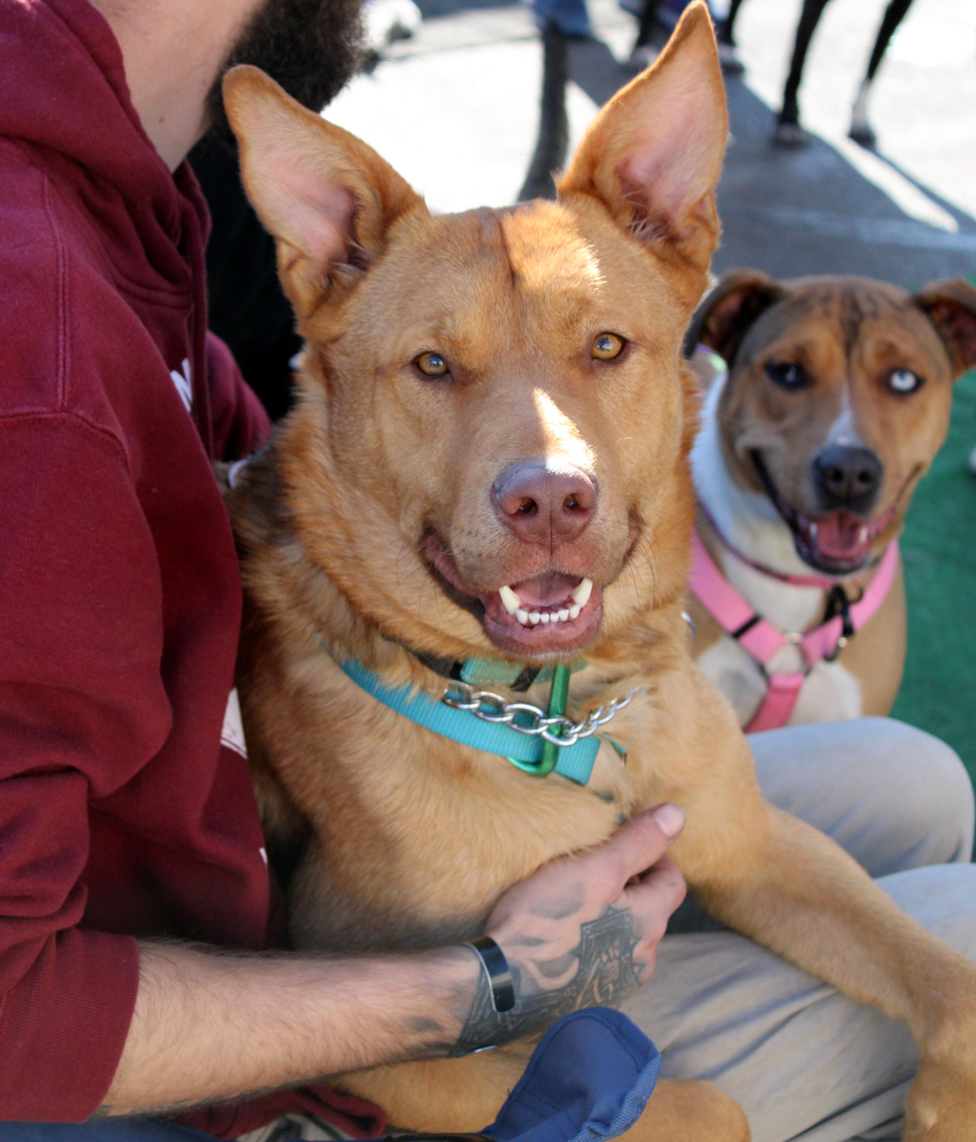 Levi, ADOPTABLE, Young Male Pit Bull Terrier.