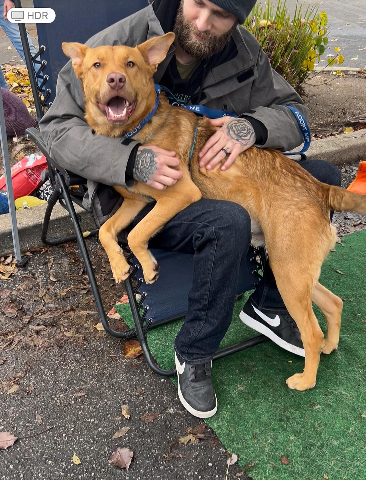 Levi, a ADOPTABLE mixed breed in Yuba City, CA image 2/2