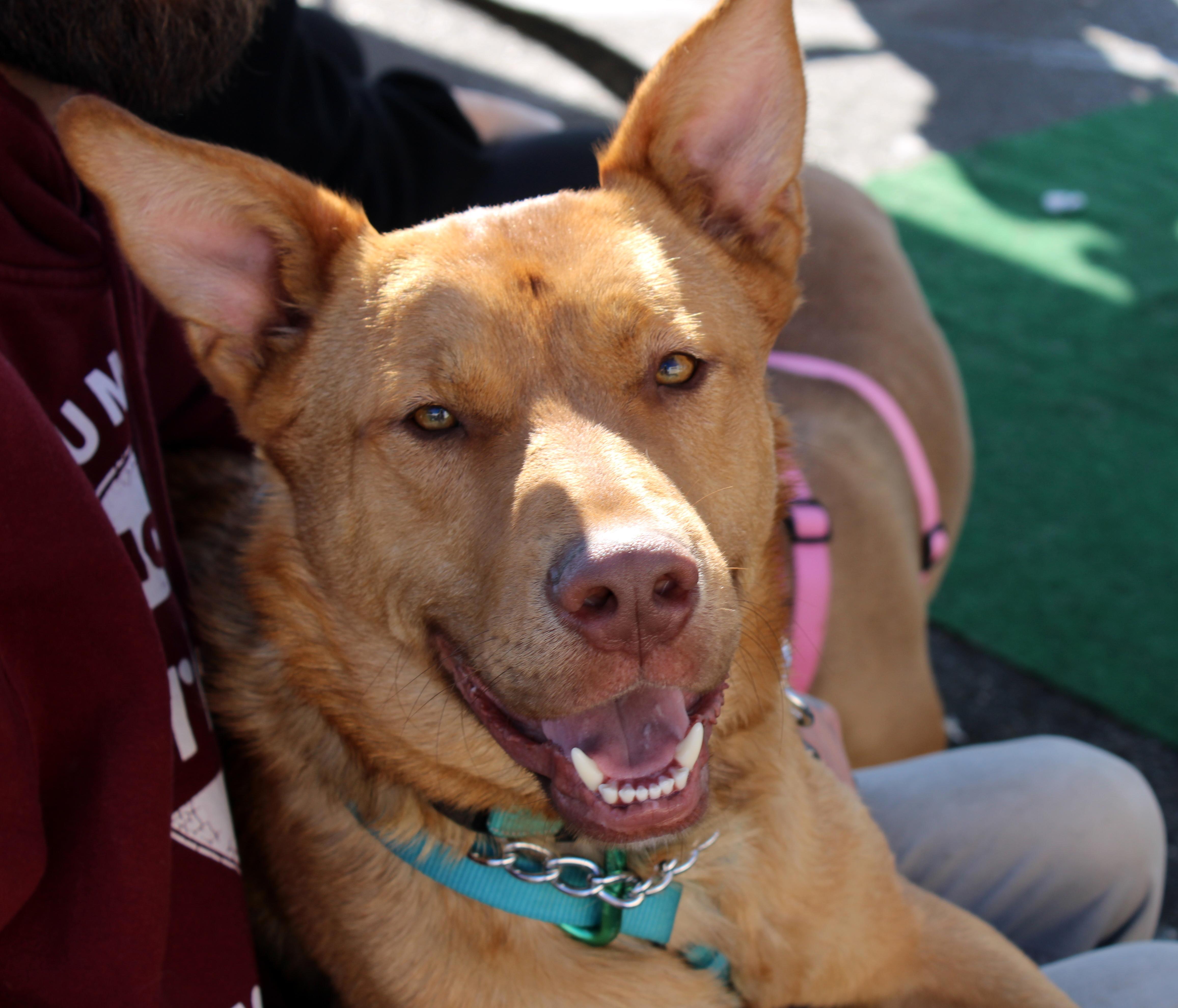 Enlarge Levi, a ADOPTABLE mixed breed in Yuba City, CA image 4/4