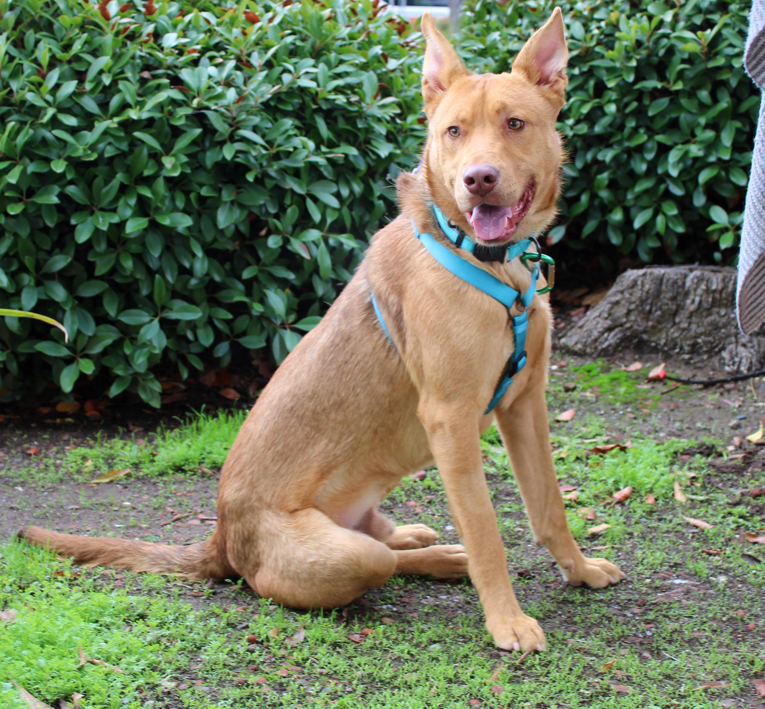 Levi, a ADOPTABLE mixed breed in Yuba City, CA image 1/2