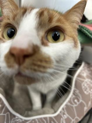 Enlarge Finn, a Adoptable mixed breed in Scotia, NY image 1/3