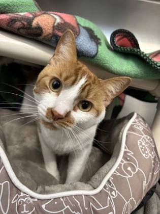 Enlarge Finn, a Adoptable mixed breed in Scotia, NY image 2/3