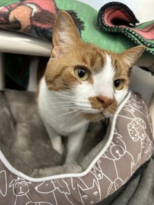 Enlarge Finn, a Adoptable mixed breed in Scotia, NY image 3/3