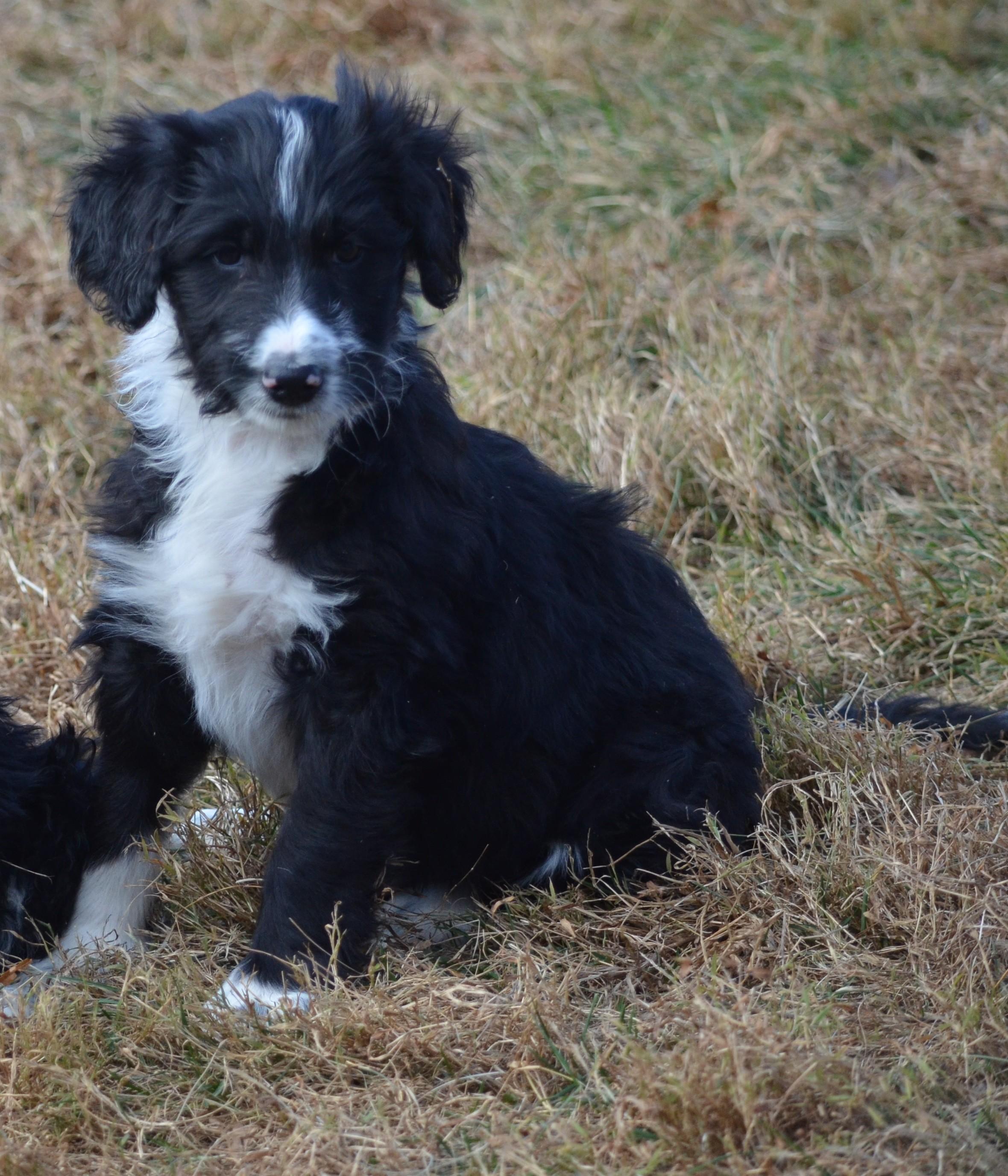 Sully, an adopted mixed breed in Amissville, VA image 1/2