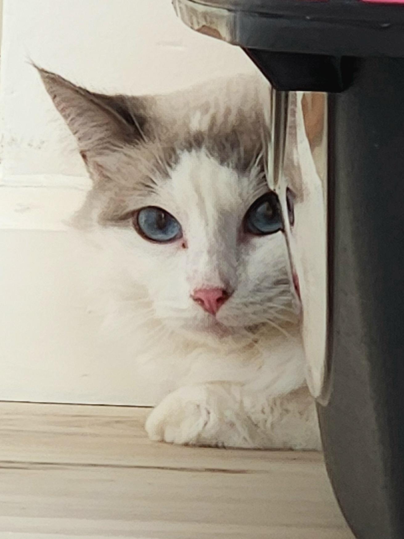 Cashmere, Adoptable, Adult Female Siamese & Tortoiseshell.