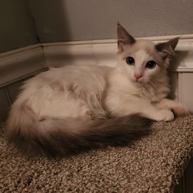 Enlarge Cashmere, a Adoptable mixed breed in Monrovia, CA image 2/3