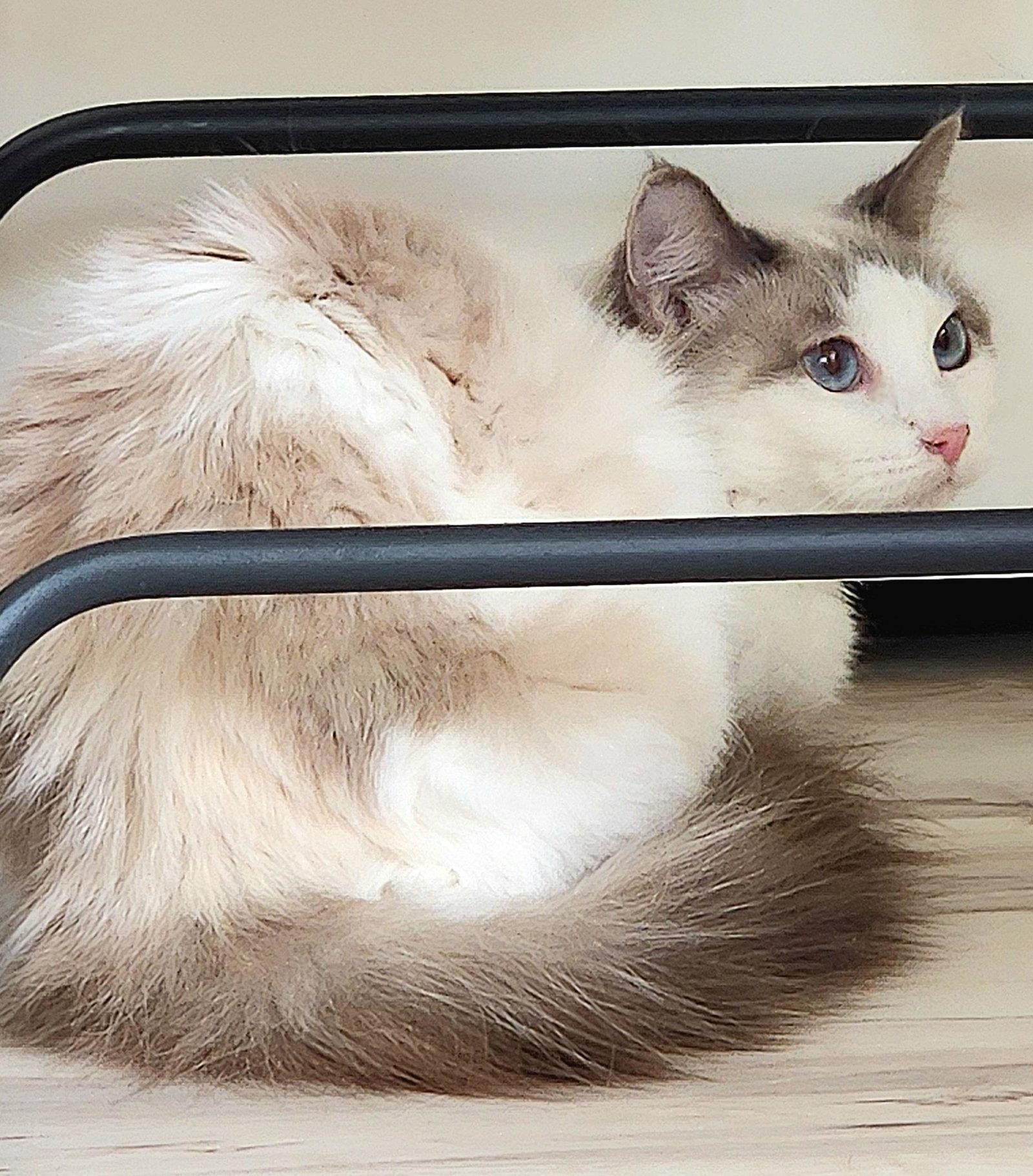 Enlarge Cashmere, a Adoptable mixed breed in Monrovia, CA image 3/3