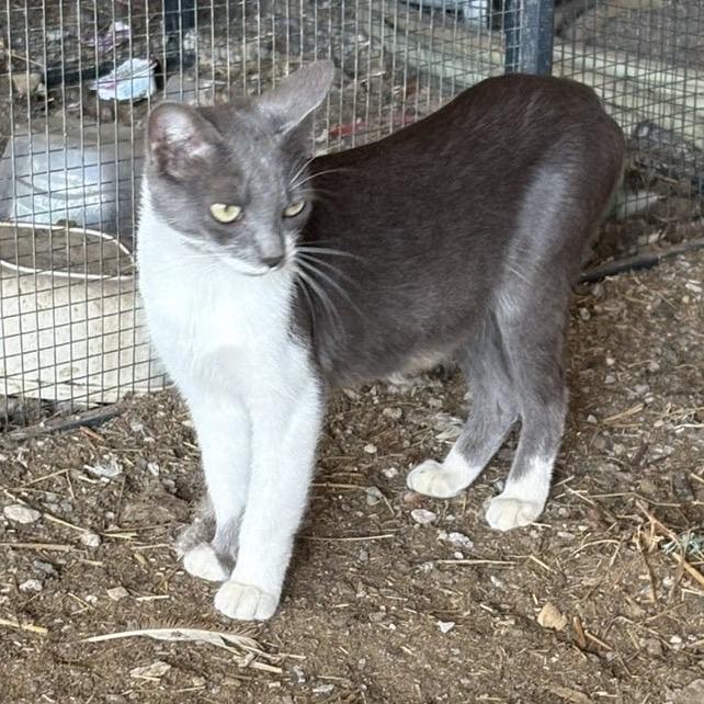 Enlarge Lola, a Adoptable Domestic Short Hair in Pittsburg, KS image 1/1
