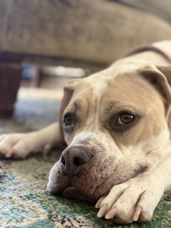 Enlarge Mama Eden, a Adoptable mixed breed in Austin, TX image 1/1