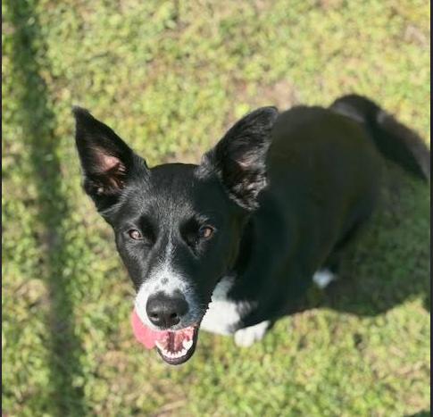 Skye, Adopted, Young Female Border Collie.