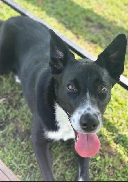 Skye, a Adopted mixed breed in Rockwell City, IA image 2/2