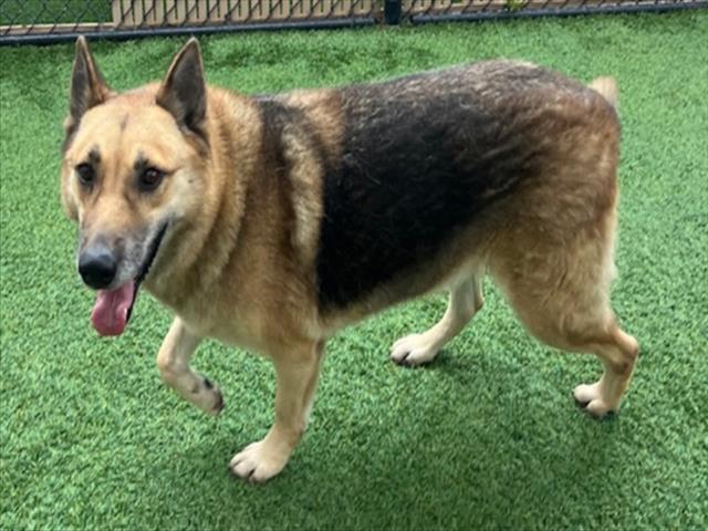 ZELDA, Adoptable, Adult Female German Shepherd Dog.