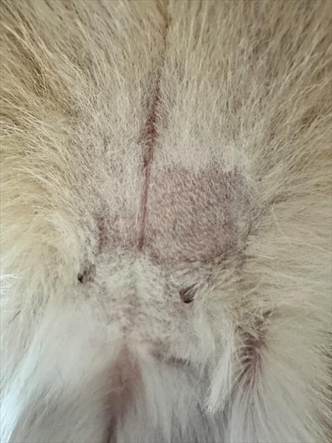 Enlarge ZELDA, a Adoptable German Shepherd Dog in Norco, CA image 1/1