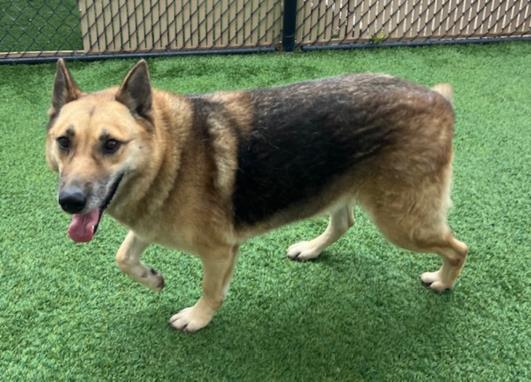 ZELDA, Adoptable, Adult Female German Shepherd Dog.