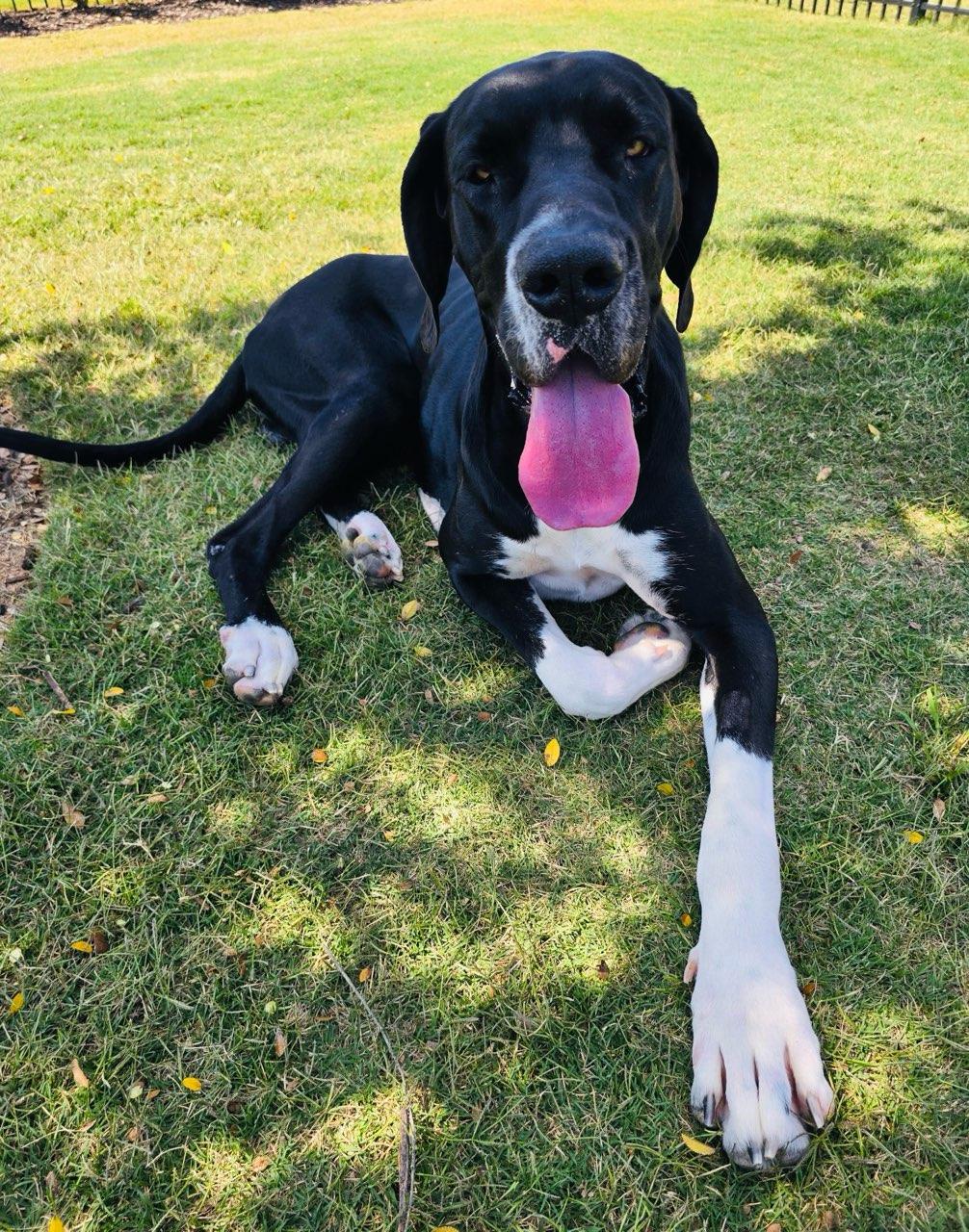 Enlarge Zeus, a Adoptable Great Dane in Greenville, SC image 1/4