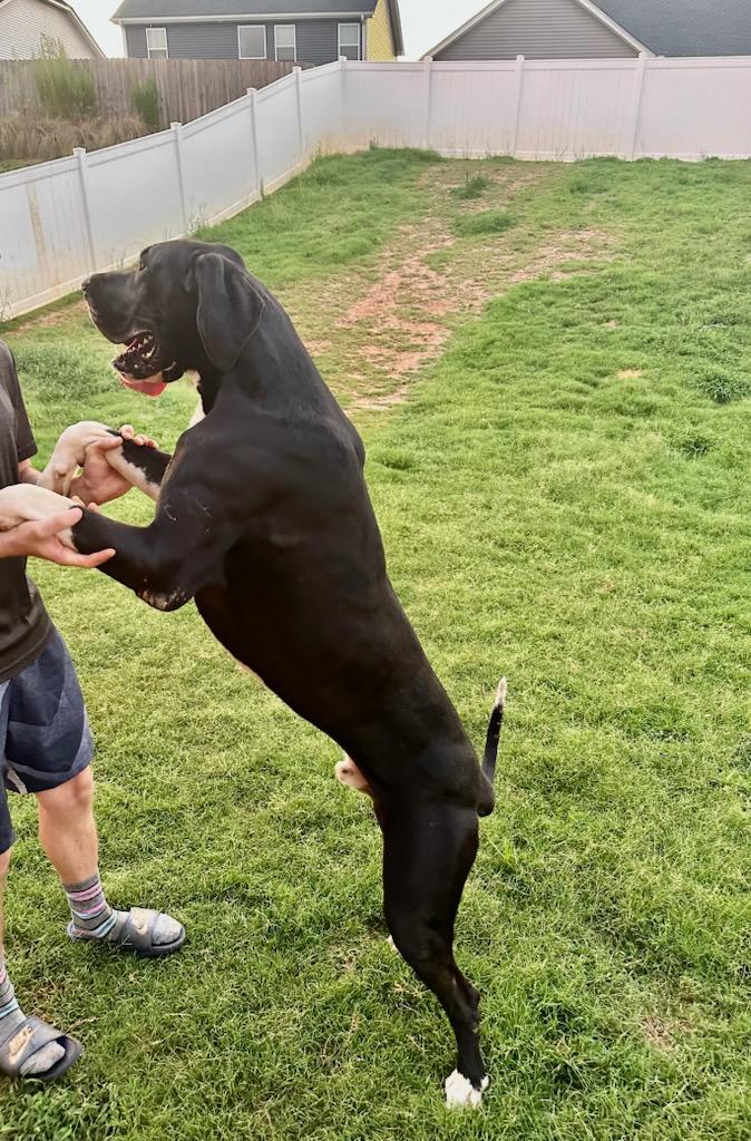 Enlarge Zeus, a Adoptable Great Dane in Greenville, SC image 3/4