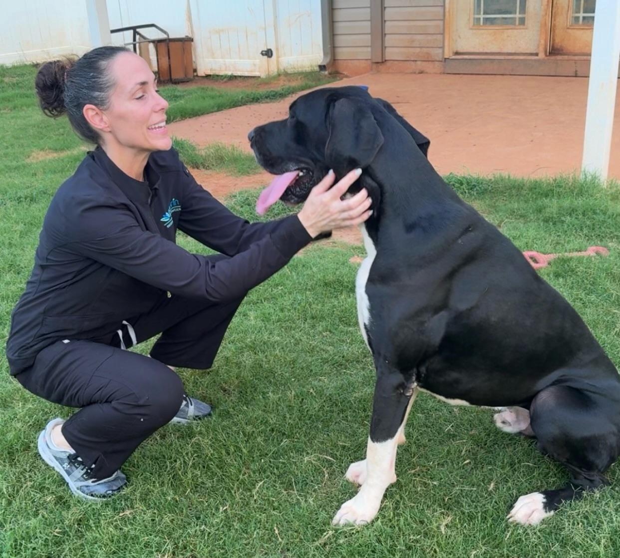 Enlarge Zeus, a Adoptable Great Dane in Greenville, SC image 4/4