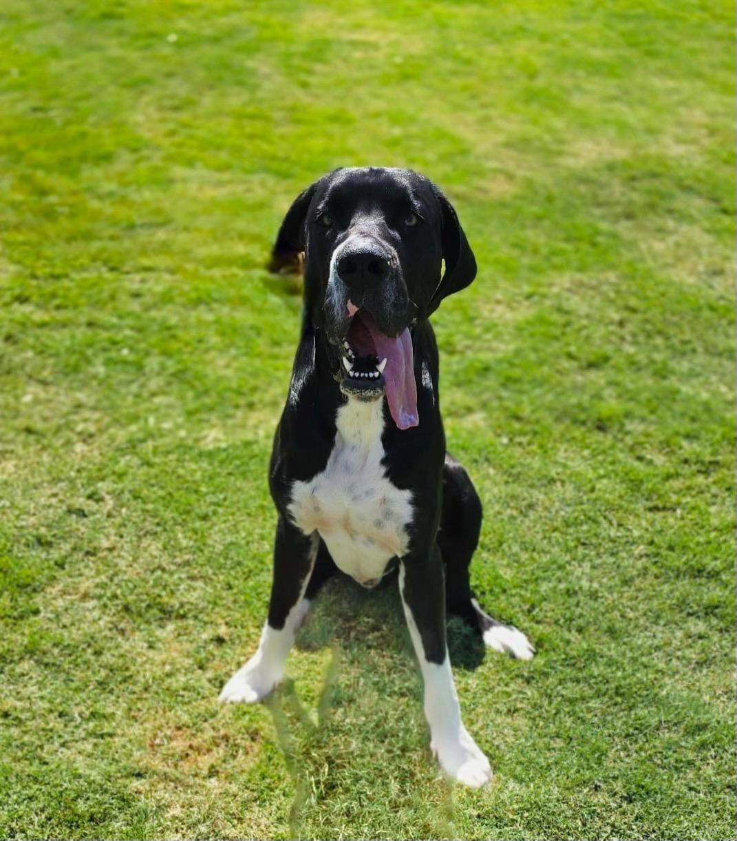 Enlarge Zeus, a Adoptable Great Dane in Greenville, SC image 2/4