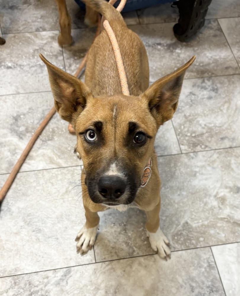 Enlarge SAMBA, a Adoptable mixed breed in Rochester, IN image 1/2