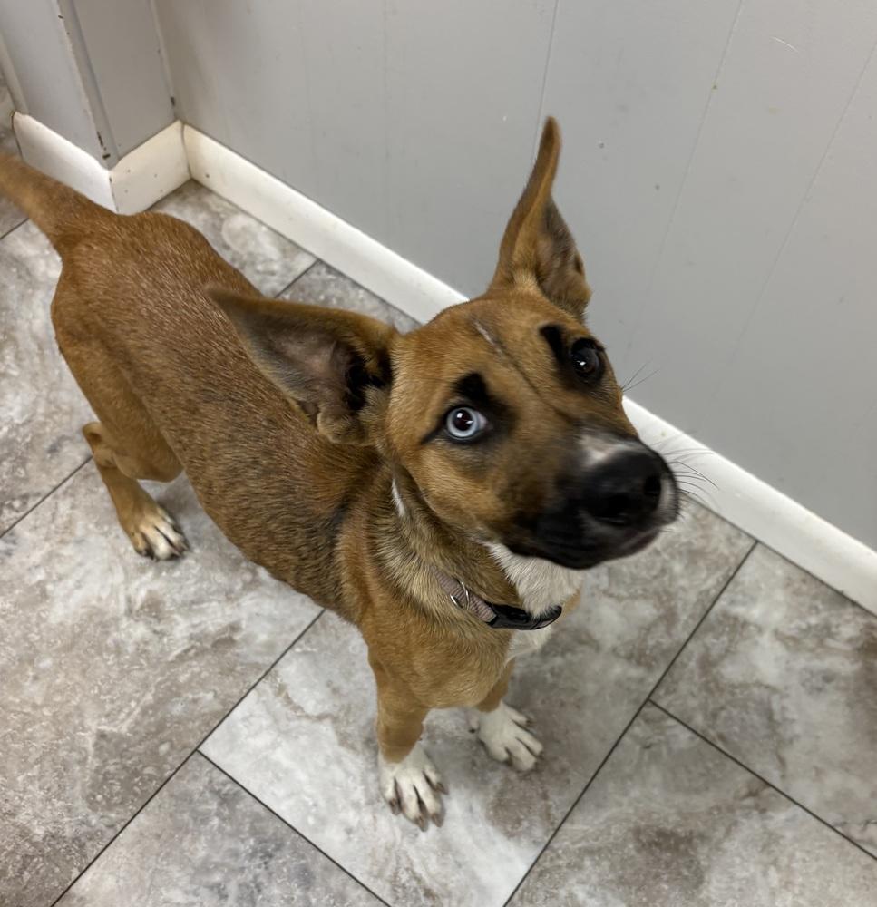 Enlarge SAMBA, a Adoptable mixed breed in Rochester, IN image 2/2