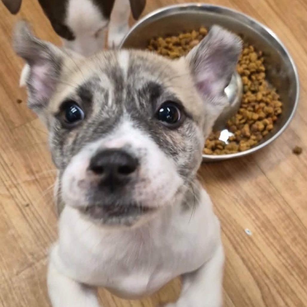 Zero, Adoptable, Puppy Male Pit Bull Terrier.