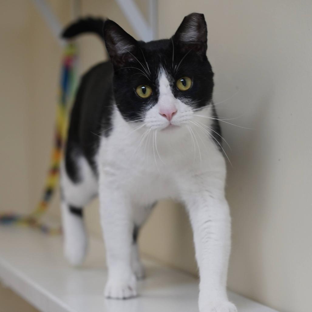 Forest, Adoptable, Adult Male Domestic Short Hair.