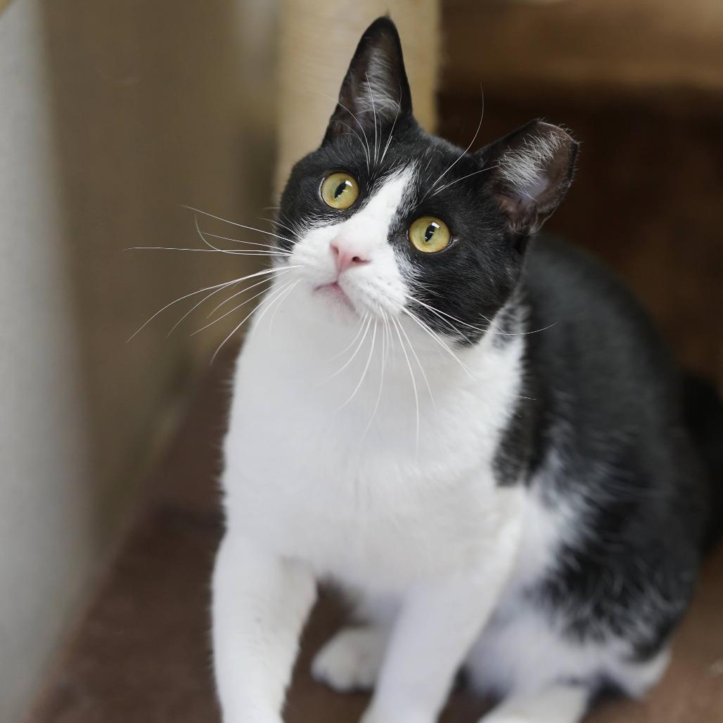 Forest, Adoptable, Adult Male Domestic Short Hair.