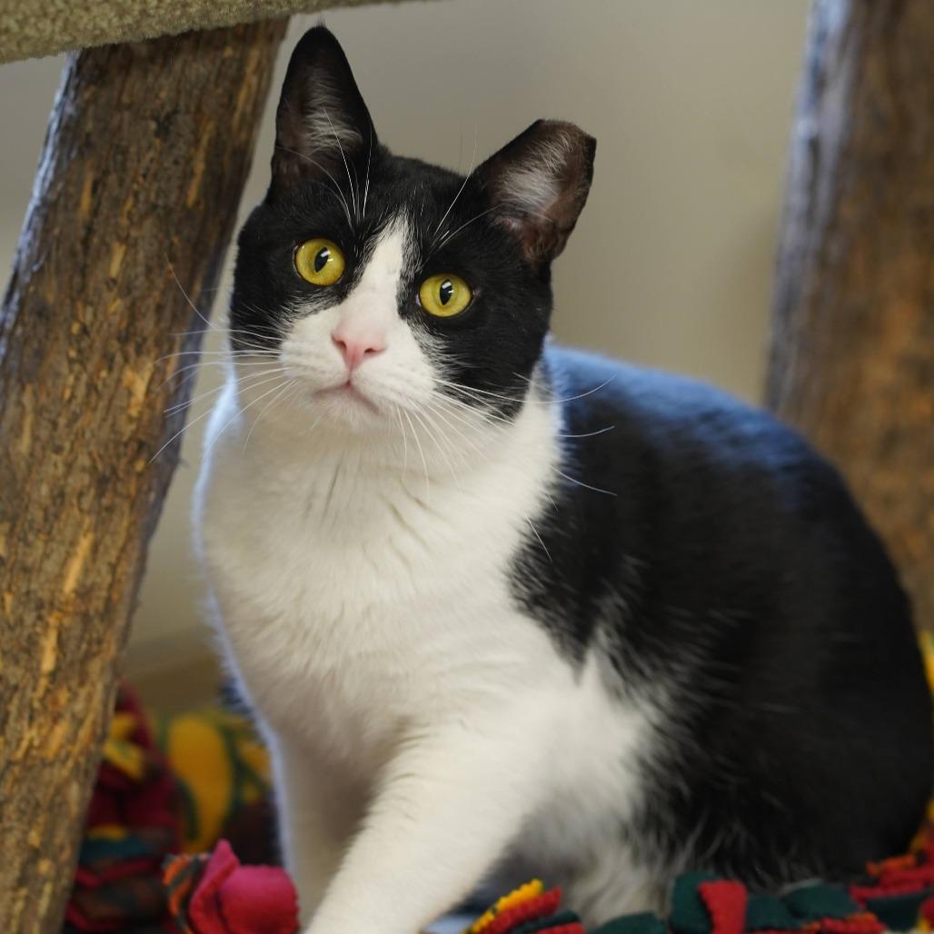 Enlarge Forest, a Adoptable Domestic Short Hair in Naperville, IL image 2/6