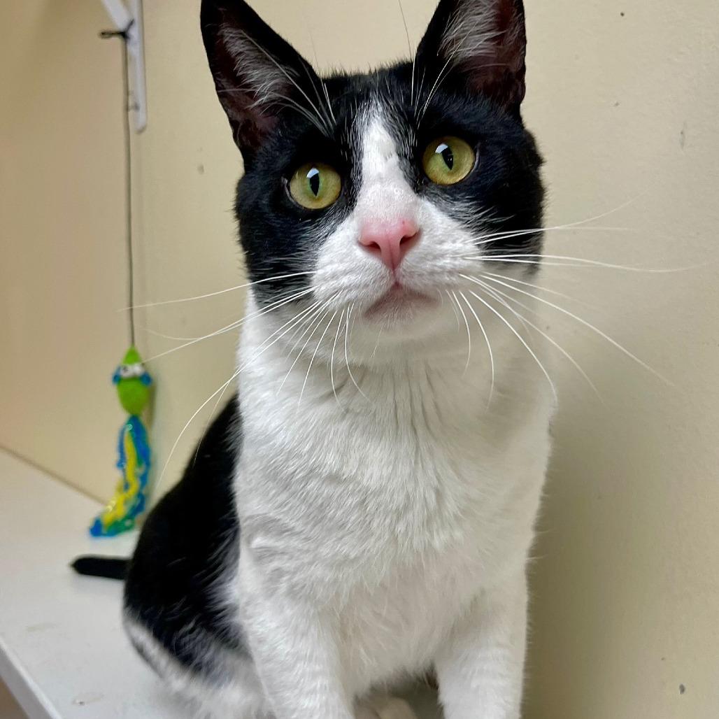 Enlarge Forest, a Adoptable Domestic Short Hair in Naperville, IL image 3/6