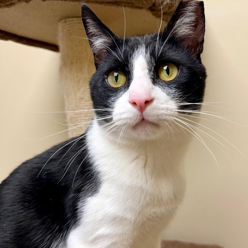 Enlarge Forest, a Adoptable Domestic Short Hair in Naperville, IL image 4/6