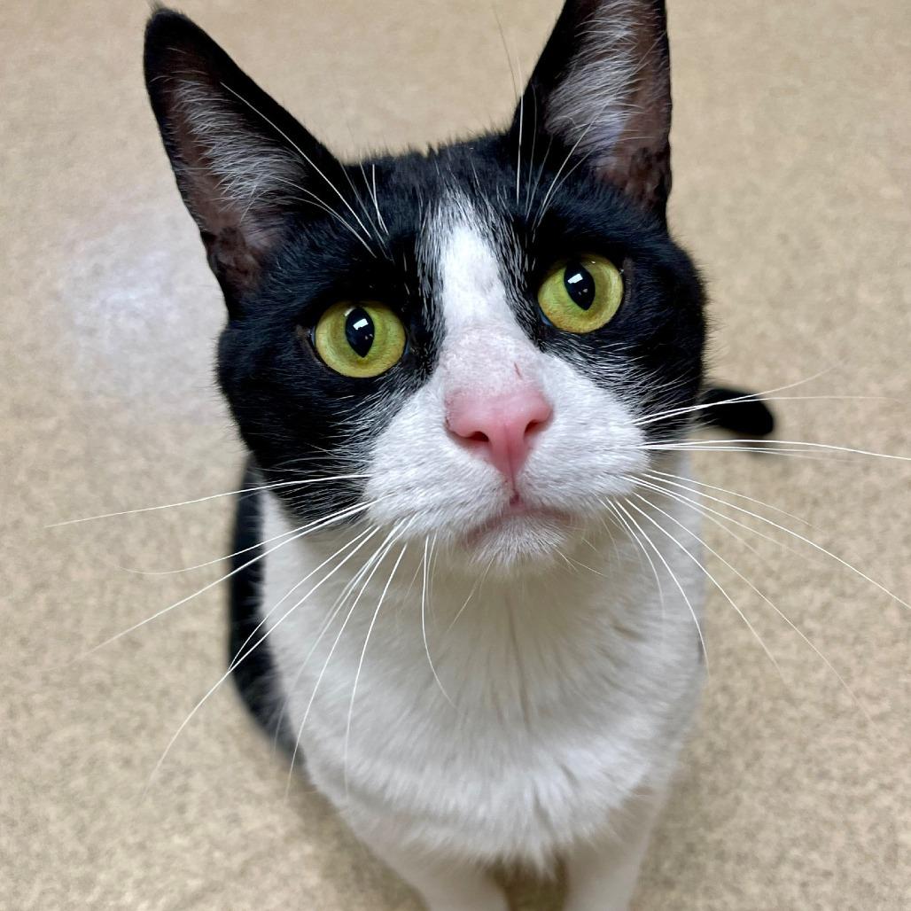 Enlarge Forest, a Adoptable Domestic Short Hair in Naperville, IL image 6/6