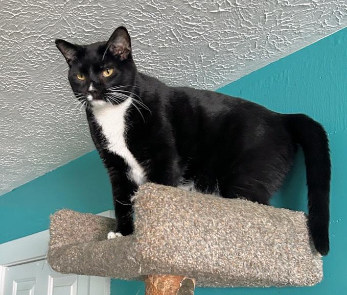 Sam, ADOPTABLE, Adult Male Tuxedo.