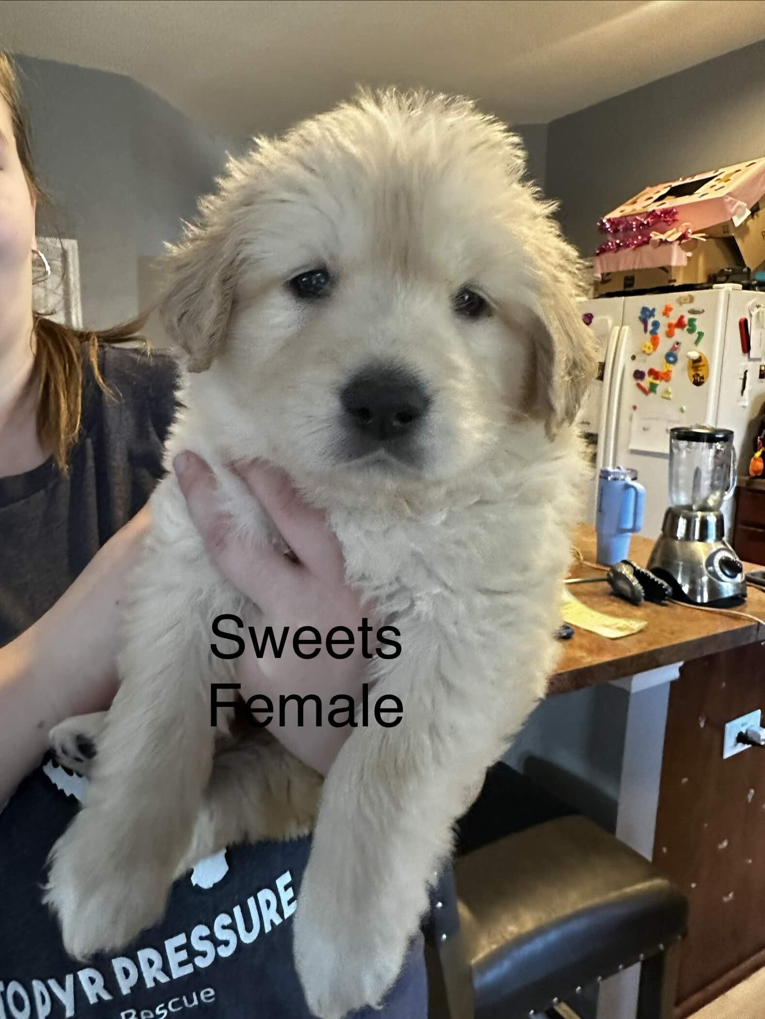 Luna FKA Sweets DFW of the Valentines Litter, Adopted, Puppy Female Great Pyrenees & Labrador Retriever.