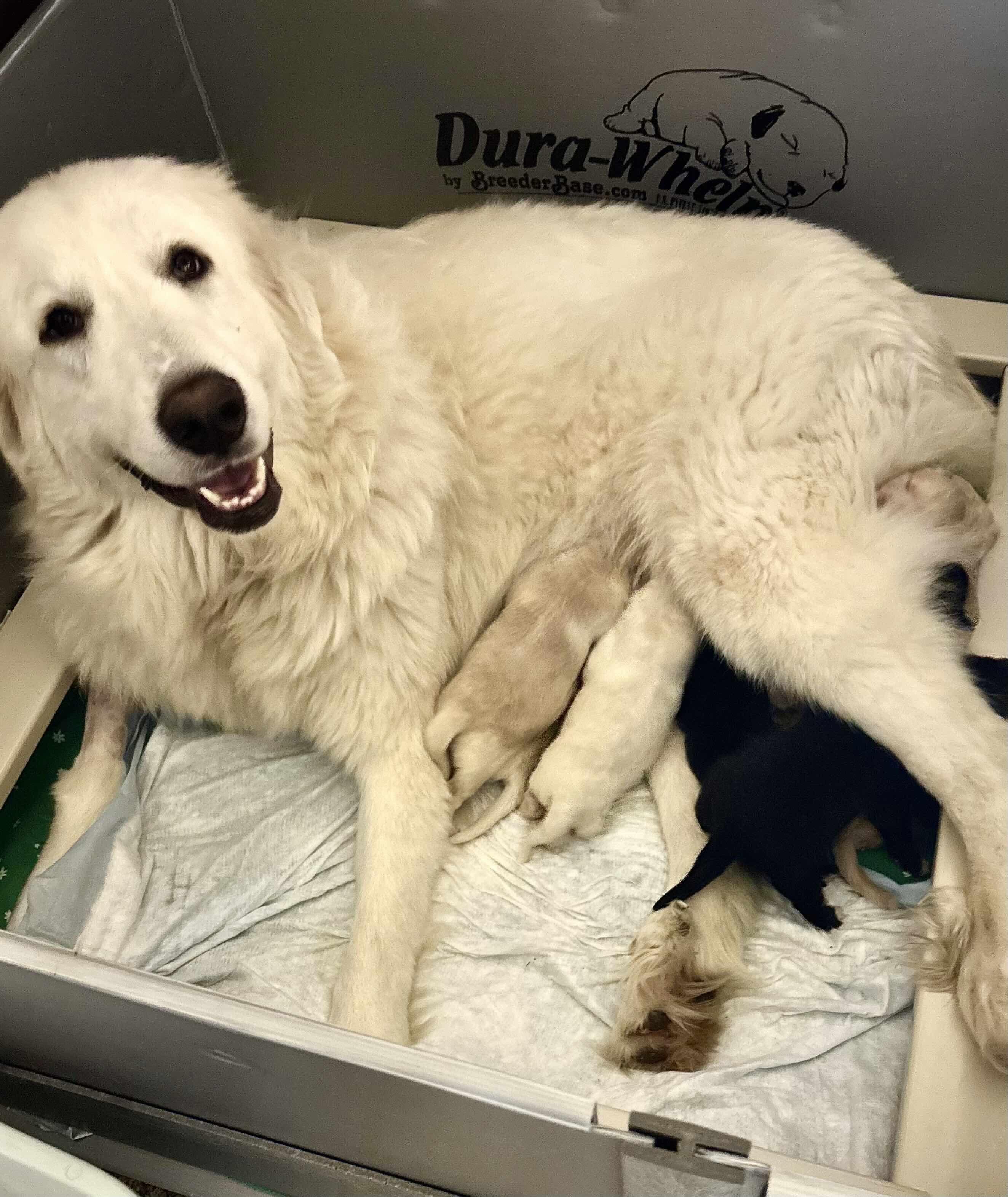 Enlarge Luna FKA Sweets DFW of the Valentines Litter, a Adopted mixed breed in Quinlan, TX image 2/4