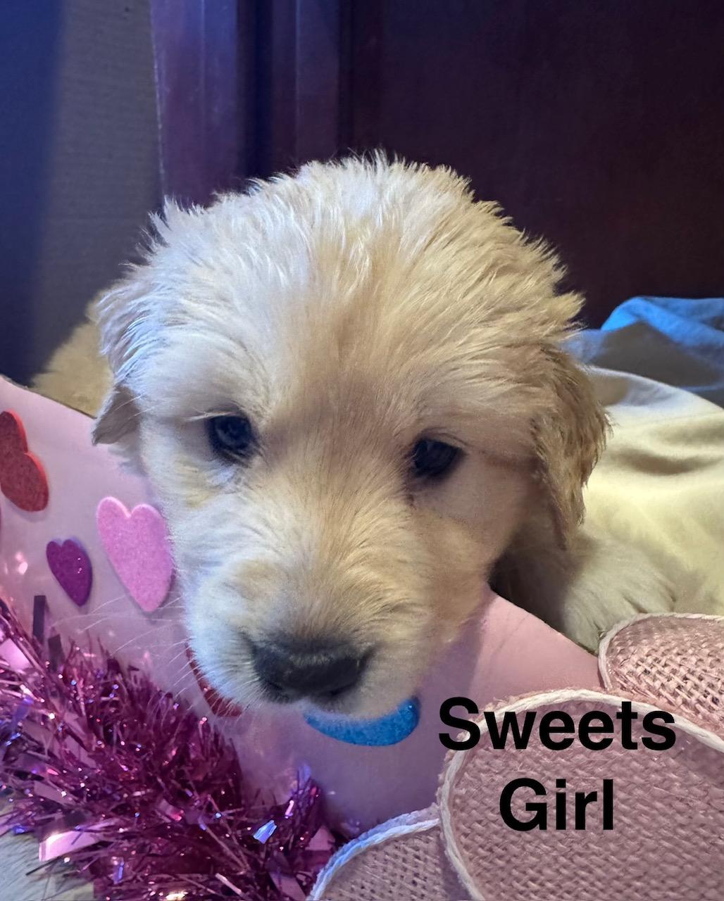 Enlarge Luna FKA Sweets DFW of the Valentines Litter, a Adopted mixed breed in Quinlan, TX image 3/4