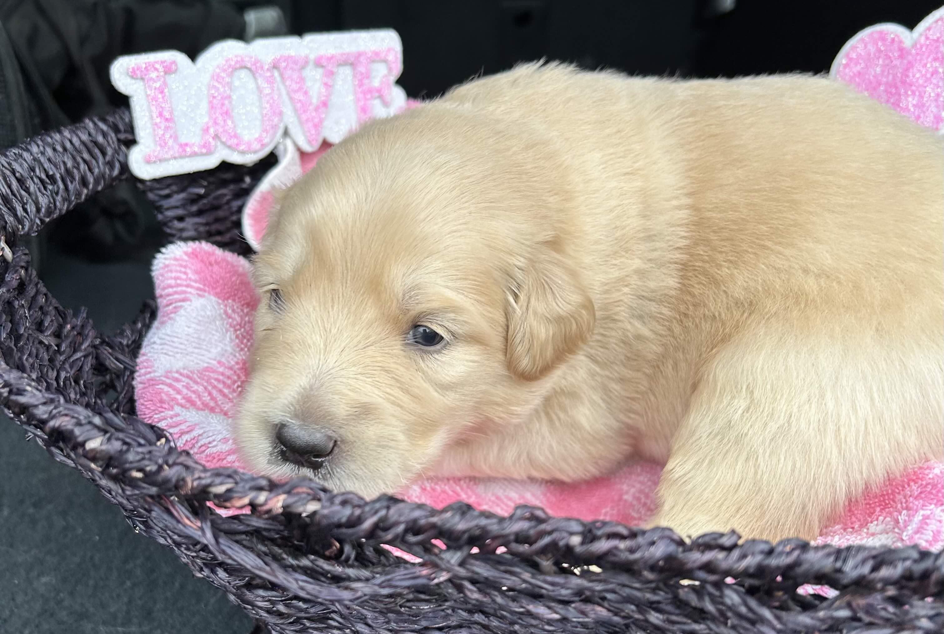 Enlarge Luna FKA Sweets DFW of the Valentines Litter, a Adopted mixed breed in Quinlan, TX image 4/4