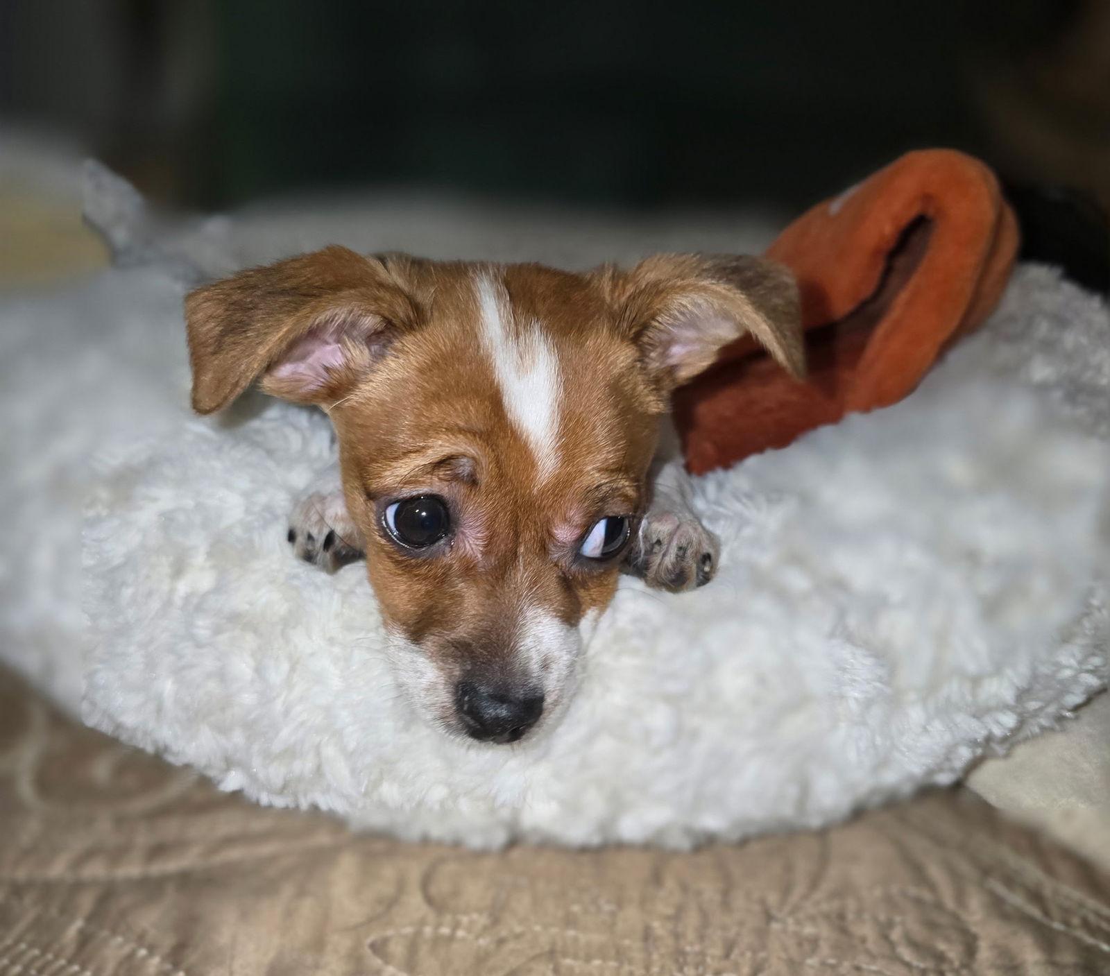 Enlarge Tater Tot, a Adopted mixed breed in Davis, CA image 1/3