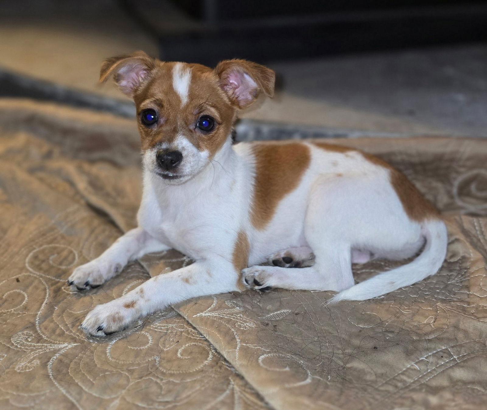 Enlarge Tater Tot, a Adopted mixed breed in Davis, CA image 2/3