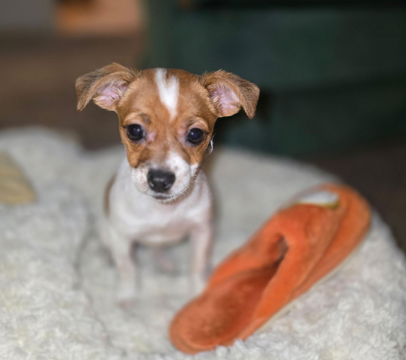 Enlarge Tater Tot, a Adopted mixed breed in Davis, CA image 3/3