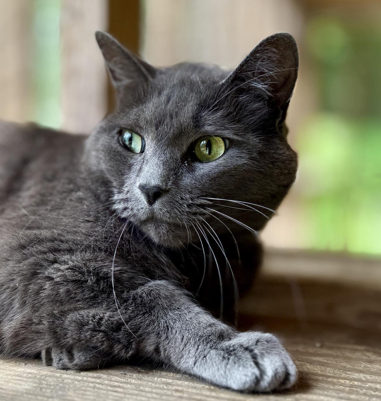 Enlarge SMOKY, an adoptable Domestic Short Hair in Talbott, TN image 2/6