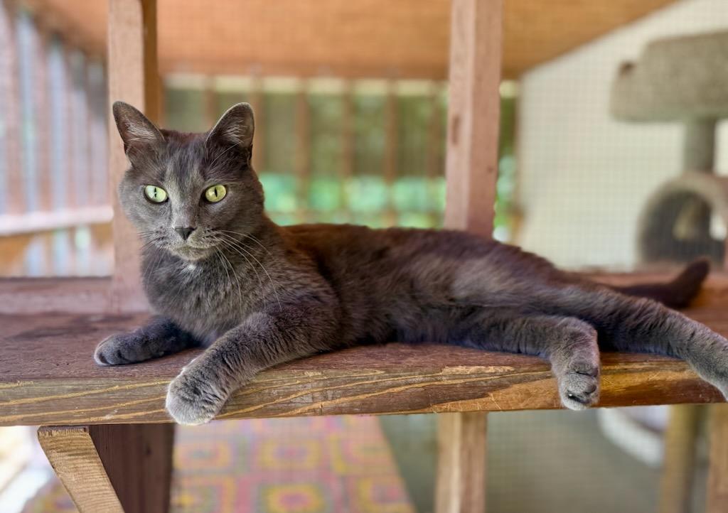 Enlarge SMOKY, an adoptable Domestic Short Hair in Talbott, TN image 1/6
