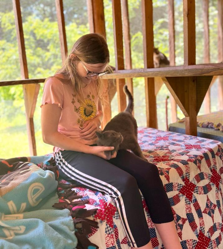 Enlarge SMOKY, an adoptable Domestic Short Hair in Talbott, TN image 6/6