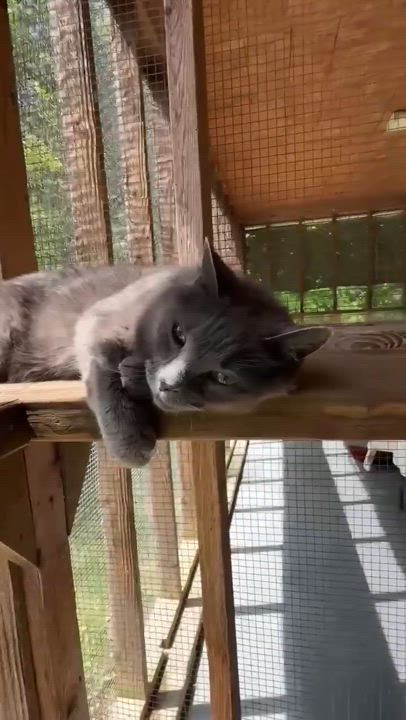 Enlarge SMOKY, an adoptable Domestic Short Hair in Talbott, TN video 3/6